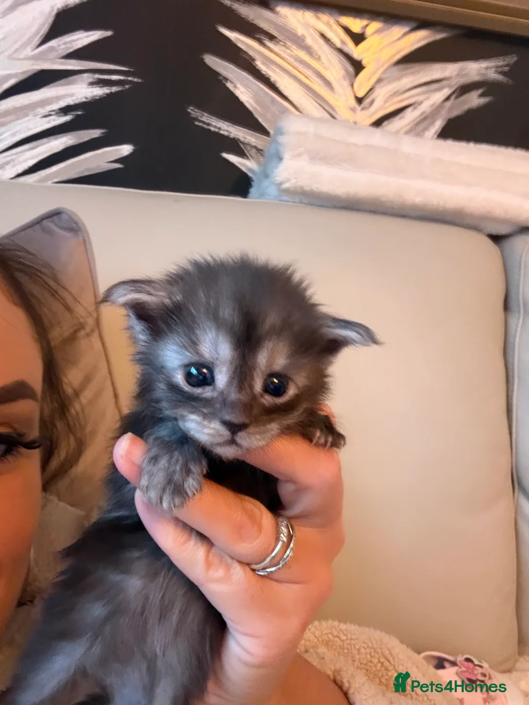 Maine Coon cats for sale: 👑 Stunning pedigree Maine coon kittens 👑  - Advert 16