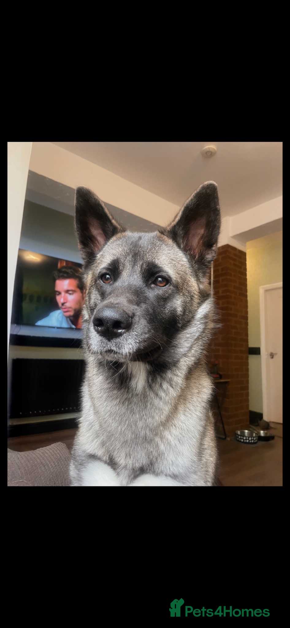 Akita dogs Beautiful 1 year old American Akita  - Advert 2