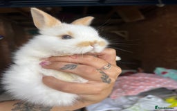 Mini Lop rabbits for sale: Mini Plush Lop Bunnies Looking for Loving Homes - Advert 7