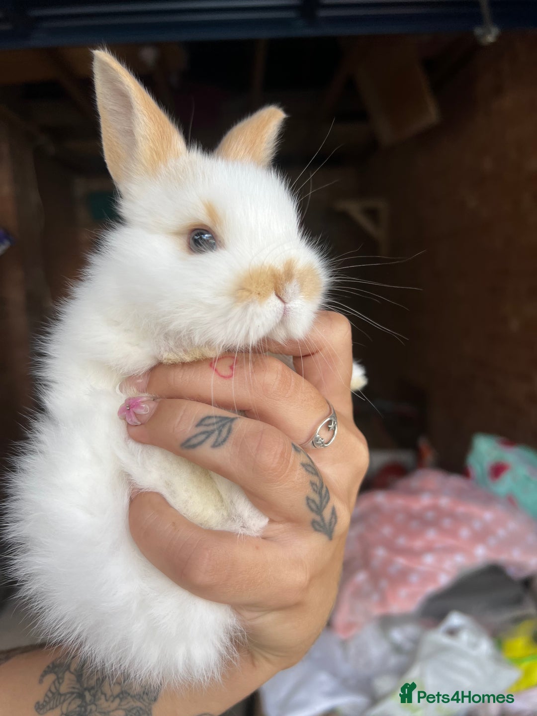 Mini Lop rabbits for sale: Mini Plush Lop Bunnies Looking for Loving Homes - Advert 7