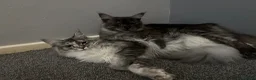 Maine Coon cats for sale: Stunning TICA registered Maine coon female kitten - Advert 12