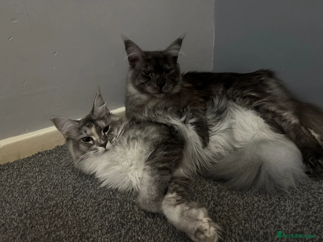 Maine Coon cats for sale: Stunning TICA registered Maine coon female kitten - Advert 12