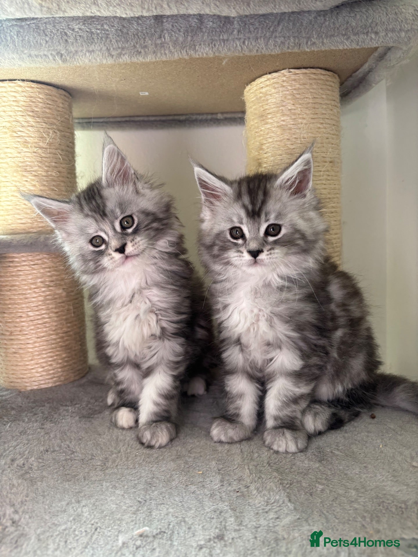 Maine Coon cats Stunning litter of Maine coon babies!  - Advert 7