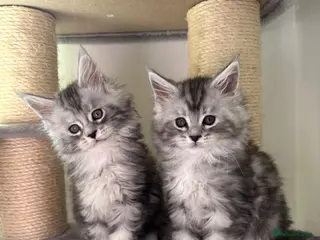 Maine Coon cats Stunning litter of Maine coon babies! - Advert 7