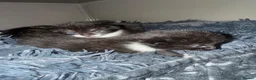Mixed Breed cats for sale: Adorable playful kittens - Advert 10
