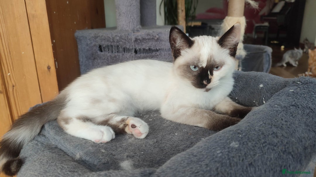 British Shorthair cats for sale: Adorable kittens  in Great Missenden - Image 6