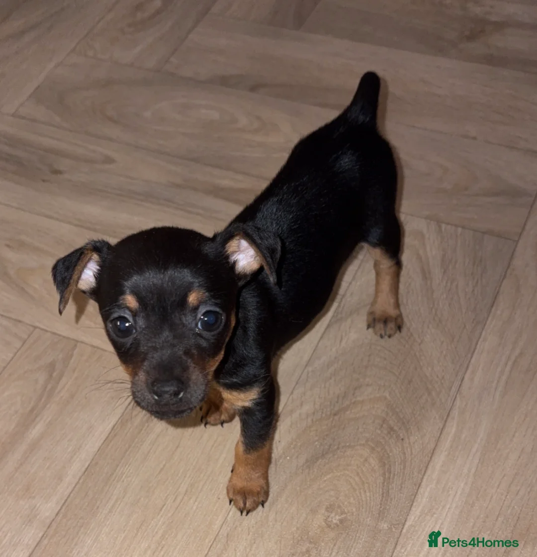 Jack Russell dogs for sale: Jack Russell pups  - Advert 1