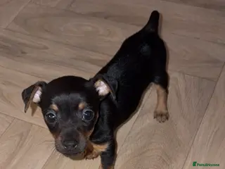 Jack Russell dogs Jack Russell pups - Advert 1