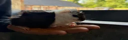Guinea Pig rodents for sale: 2 bonded boy piggy’s for sale - Advert 3