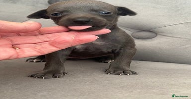 Italian Greyhound dogs - Advert 13