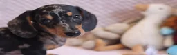 Miniature Dachshund dogs for sale: Miniature Dachshund Puppies - Advert 1
