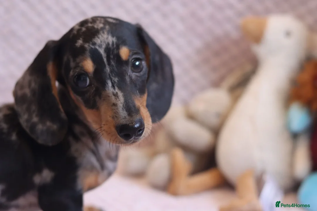 Miniature Dachshund dogs for sale: Miniature Dachshund Puppies - Advert 1