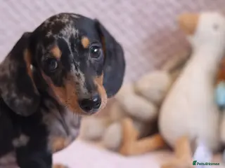 Miniature Dachshund dogs Miniature Dachshund Puppies - Advert 9