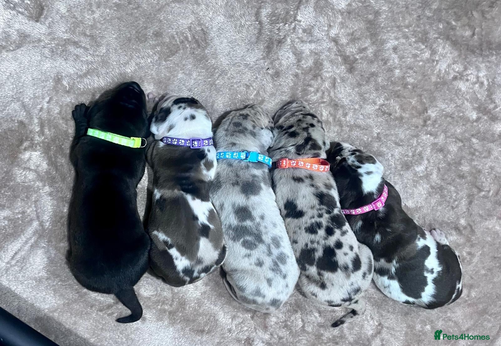 Great Dane dogs Stunning Great Dane puppies  - Advert 2