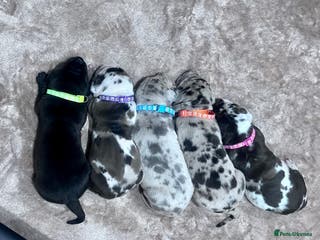 Great Dane dogs Stunning Great Dane puppies - Advert 2
