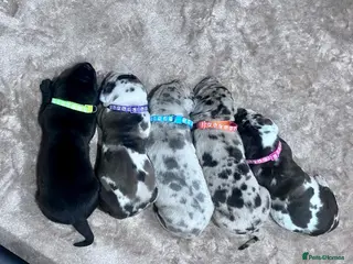 Great Dane dogs Stunning Great Dane puppies - Advert 15
