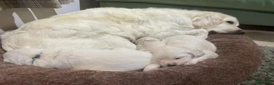 Golden Retriever 6