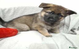 German Shepherd dogs for sale: BEAUTIFUL SABLE GERMAN SHEPHERD PUPS - Image 29