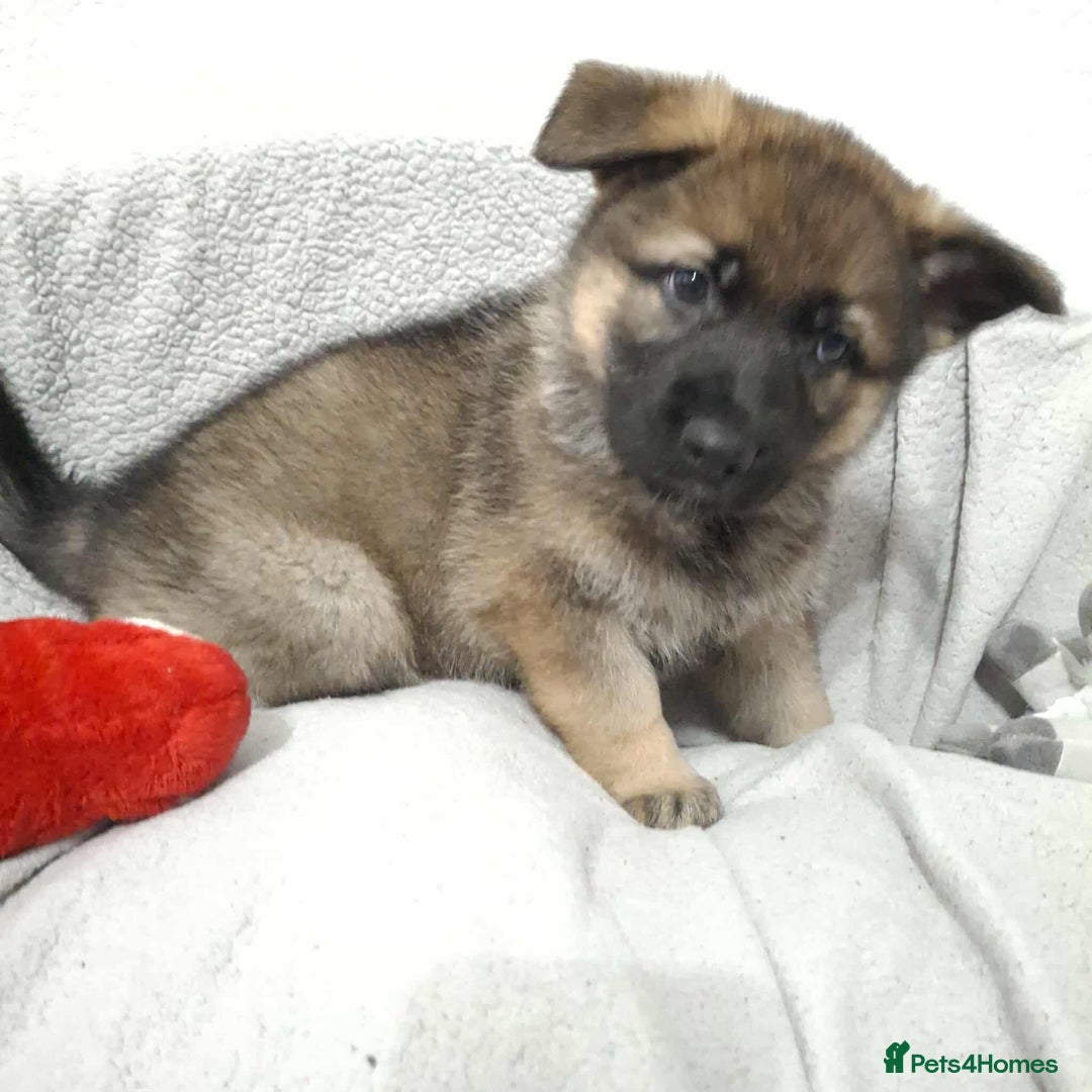 German Shepherd dogs for sale: BEAUTIFUL SABLE GERMAN SHEPHERD PUPS - Image 29