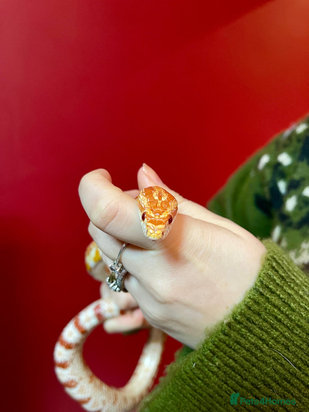 Corn Snake reptiles for sale: Beautiful two year old corn snake for sale  - Advert 3