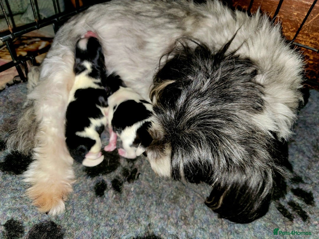 Maltese dogs for sale: Maltese Cross Puppies - Advert 6