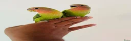 Lovebirds birds for sale: Hand reared lovebirds for sale  - Advert 24