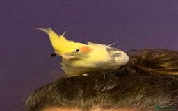 Cockatiels birds for sale: Beautiful male cockatiel less than 1 years old - Advert 2