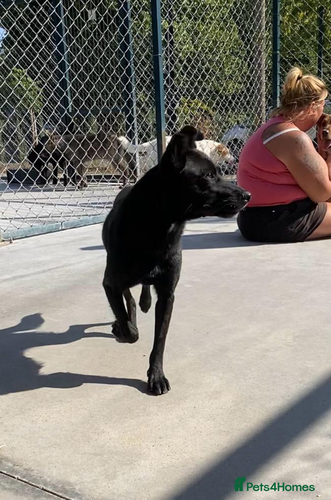 Mixed Breed dogs for adoption: Pitch & Peggy, 5 yrs. Available for adoption. - Advert 4