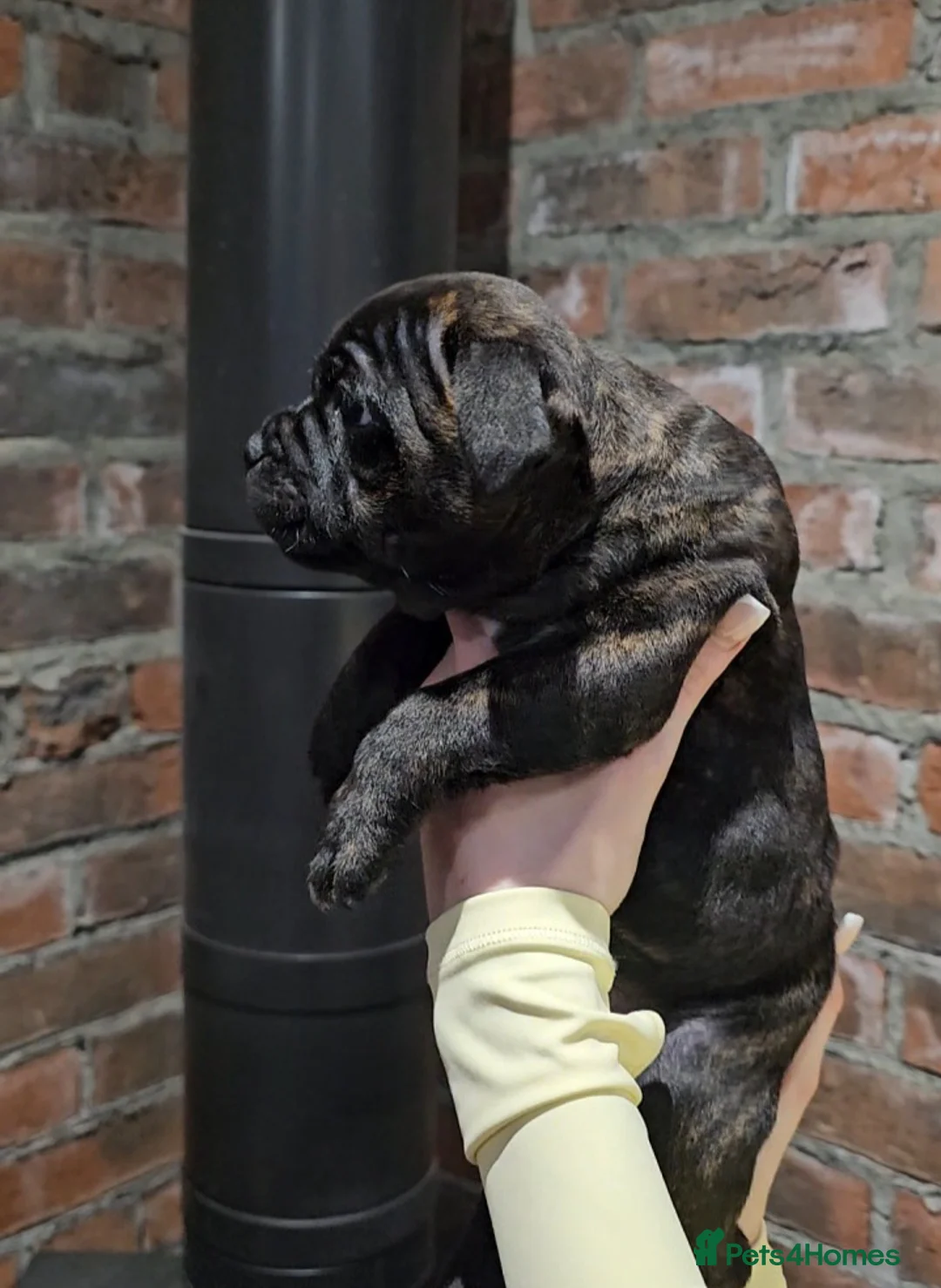 Staffordshire Bull Terrier dogs for sale: Champion stacked pedigree *Male pup *  - Advert 2
