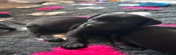 Labrador Retriever dogs for sale: Labrador Retriever KC puppies - Advert 26