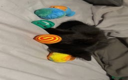 Mixed Breed cats for sale: Adorable black female - Image 1