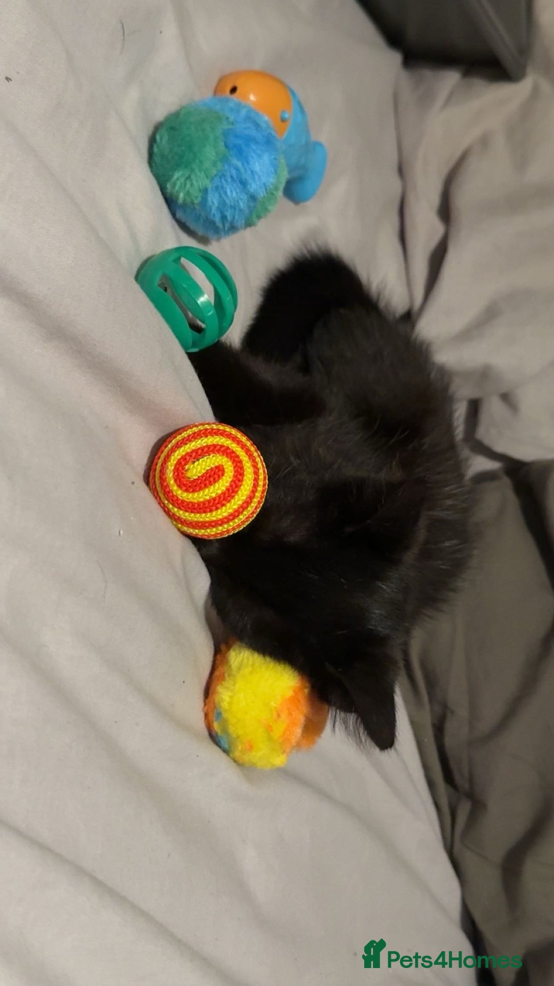 Mixed Breed cats for sale: Adorable black female - Image 1