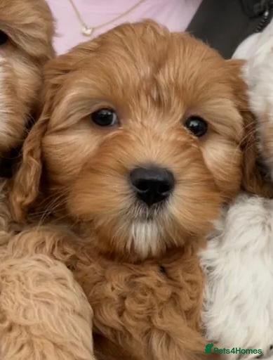 Mixed Breed dogs AUSTRALIAN LABRADOODLE PUPPIES - Advert 13