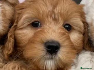 Mixed Breed dogs AUSTRALIAN LABRADOODLE PUPPIES - Advert 2