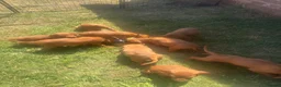 Hungarian Vizsla dogs for sale: 9 KC registered Hungarian Vizla puppies - Advert 17