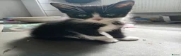 Mixed Breed cats for sale: 3 beautiful playful friendly kittens  - Advert 7
