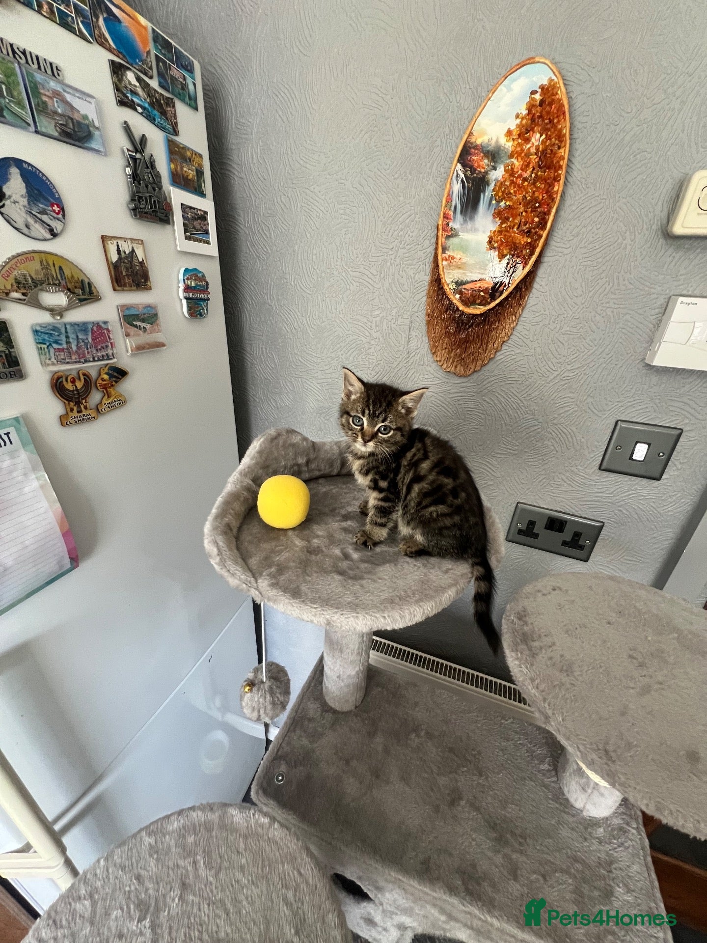 Mixed Breed cats 🐾 Beautiful Kittens Looking for Loving Homes! 🐾 - Advert 1
