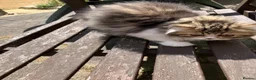 Persian cats for sale: Registered Pure Persian Kittens  - Advert 5