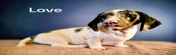 Miniature Dachshund dogs for sale: 1 year old KC brindle miniature dachshund  - Advert 1