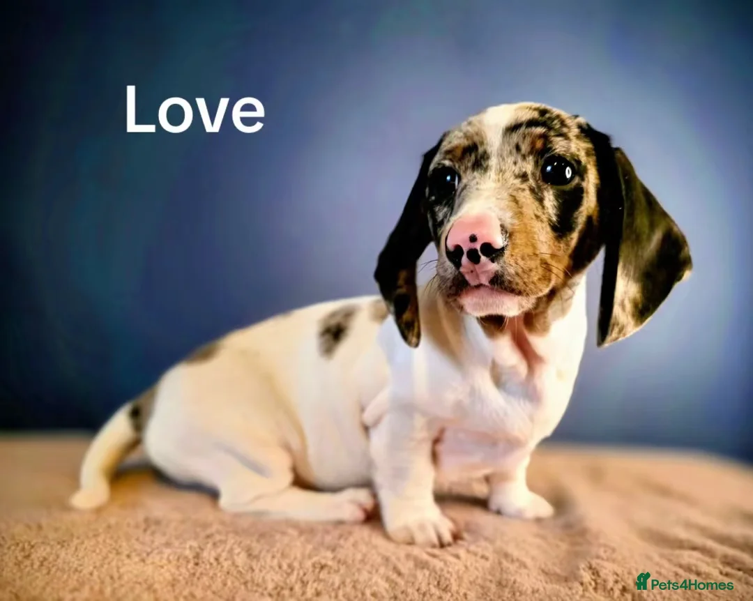 Miniature Dachshund dogs for sale: 1 year old KC brindle miniature dachshund  - Advert 1