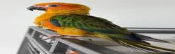 Parrots birds for sale: A Splash of Color and Joy for Your Home in Colchester - Advert 7