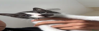 Jet