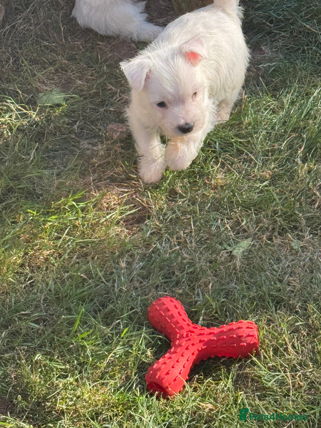 West Highland Terrier dogs for sale: West highland terrier  - Image 8