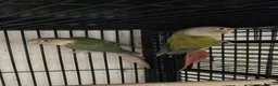Parakeets birds for sale: Finches canarys doves parakeets parrots  - Advert 23