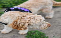 Goldendoodle dogs for sale: Goldendoodle  - Image 7