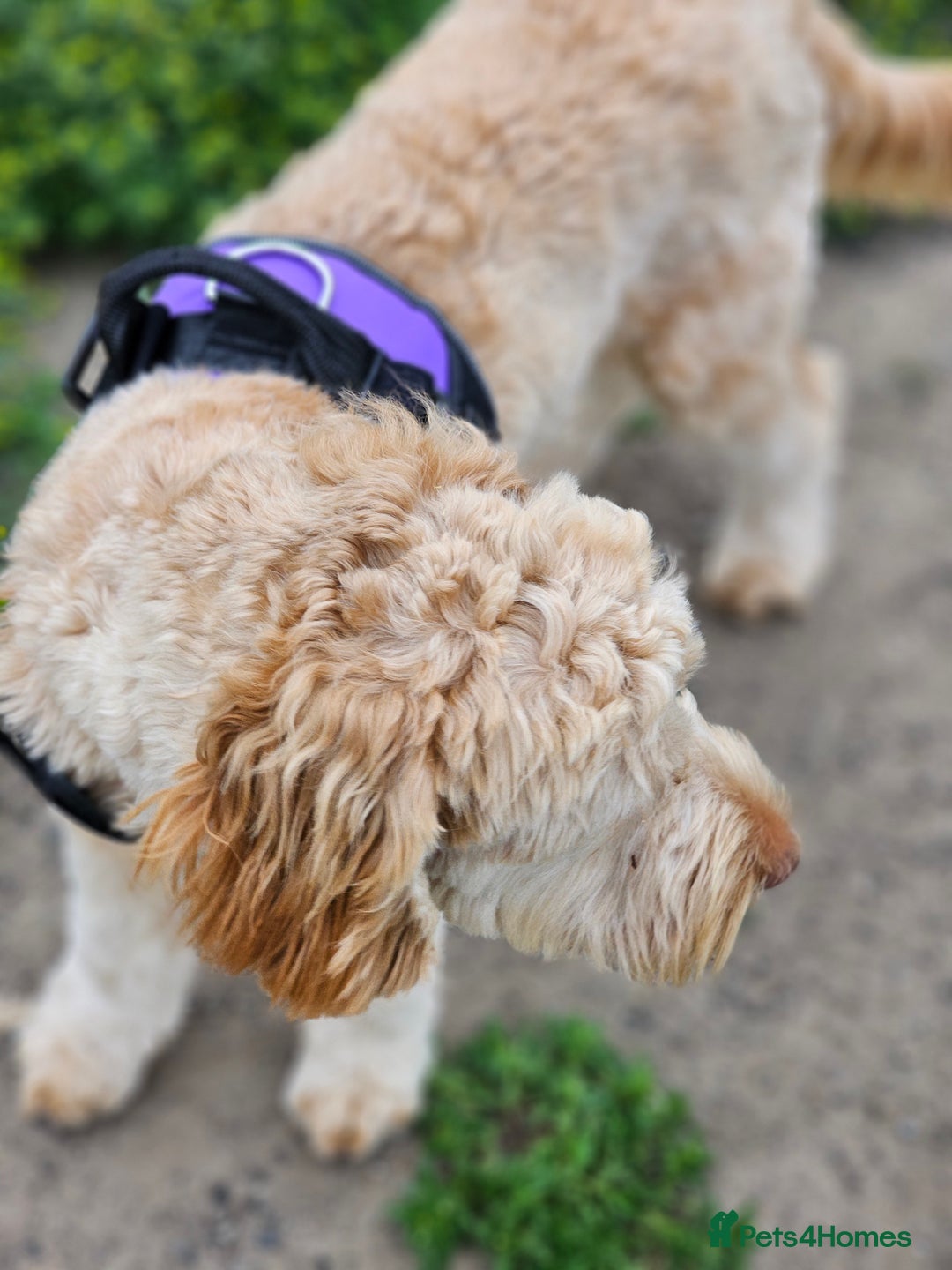 Goldendoodle dogs for sale: Goldendoodle  - Image 7
