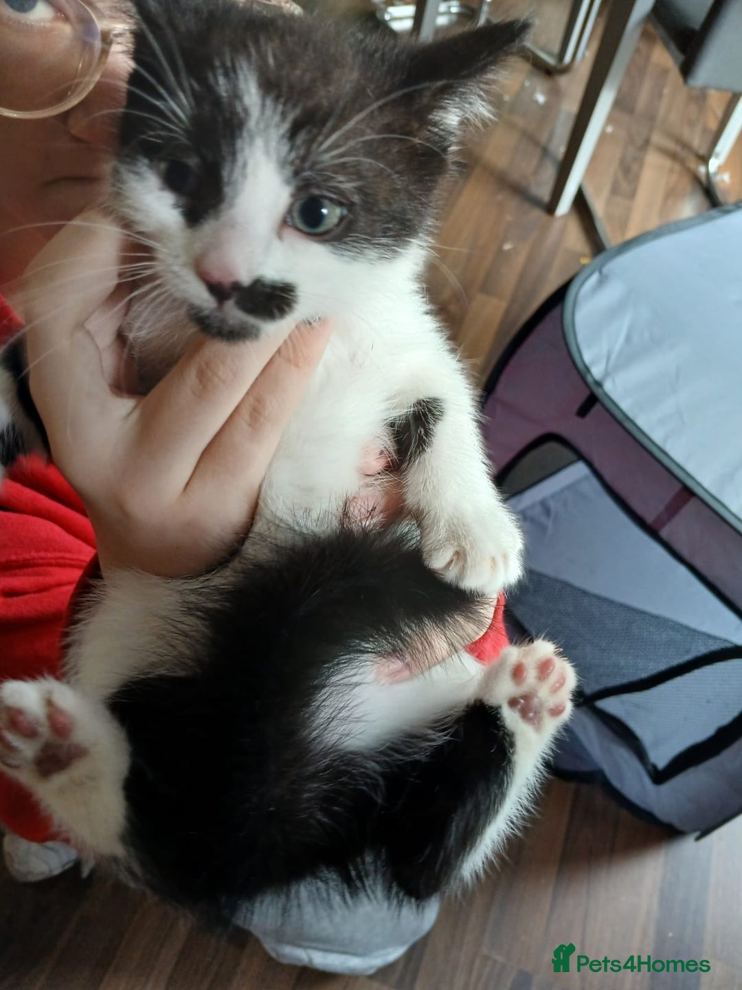 Mixed Breed cats for sale: 4 kittens 1 boy & 3 girls - Image 5
