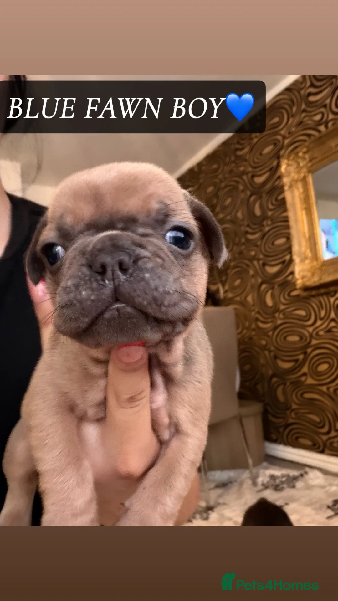 French Bulldog dogs for sale: FRENCH PUPPIES FOR SALE  in Leeds - Advert 9