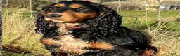 Cocker Spaniel dogs for sale: Stunning cocker spaniel pups  - Advert 15