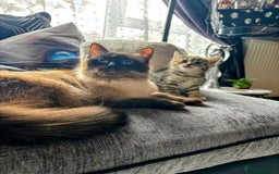 Ragdoll cats for sale: Ragdoll x Scottish straight  - Image 11